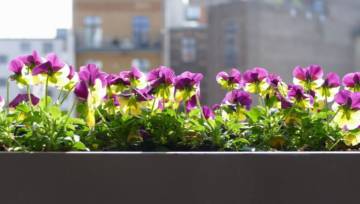 Balkon na wiosnę. Jakie kwiaty posadzić na wiosnę, by przetrwały „zimną Zośkę”?