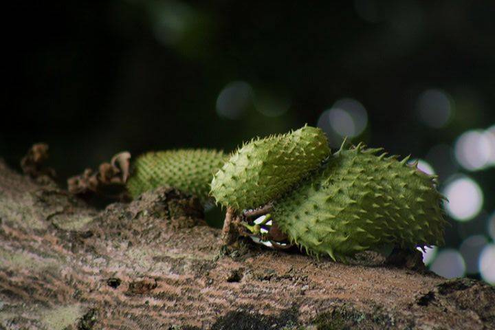graviola