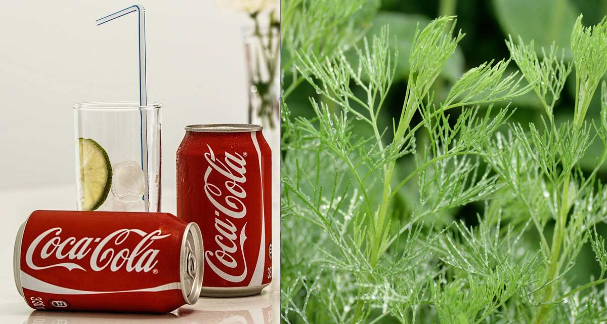 Roślina o zapachu coli - artemisia „Cola Bush”