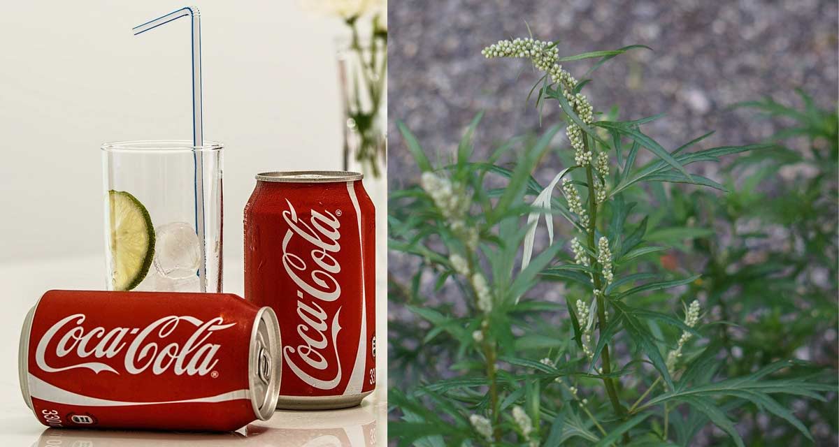 Roślina o zapachu coli - artemisia „Cola Bush”