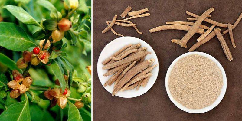 Ashwagandha