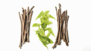 Ashwagandha: indyjskie zioło do zadań specjalnych
