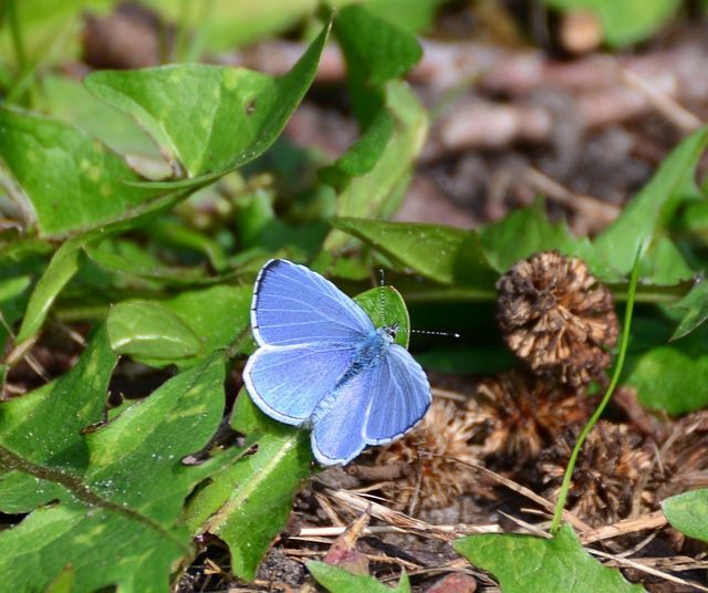 Niebieski motyl modraszek adonis na suchej trawie
