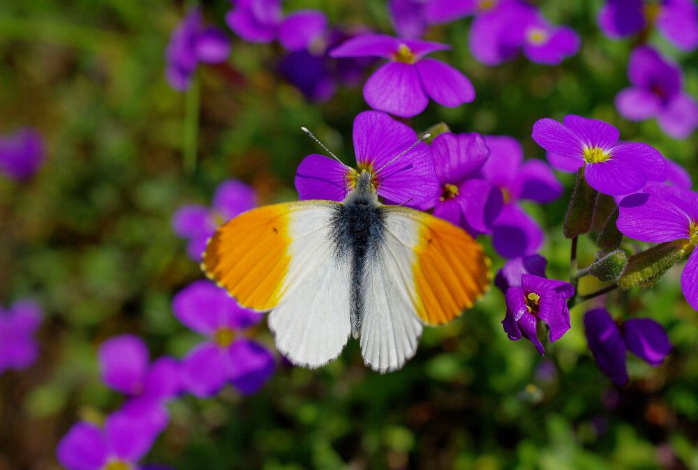 PRZYRODA POLSKA MOTYL ZORZYNEK RZEZUCHOWIEC SAMIEC ANTHOCHARIS CARDAMINES RODZINA BIELINKOWATE