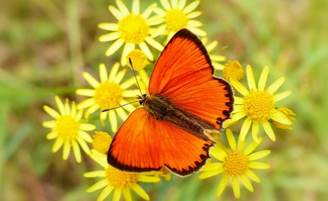 Czerwończyk dukacik Pomarańczowy motyl czerwończyk dukacik siedzący na zielonej roślinie