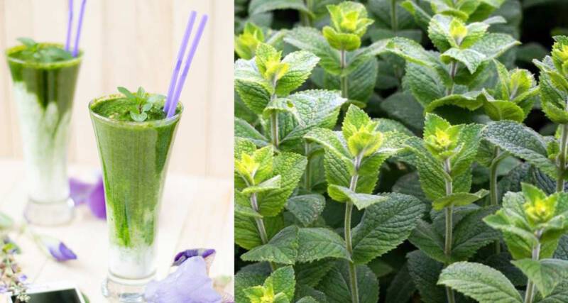 Przepis na syrop z mięty - na dobre trawienie i odporność 