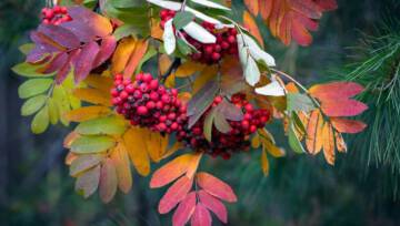 10 właściwości zdrowotnych jarzębiny