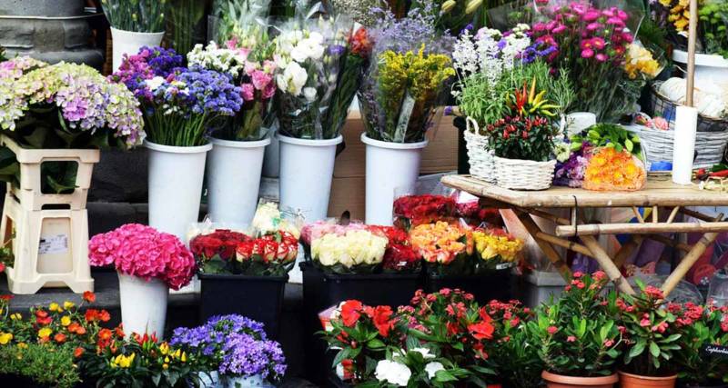 kwiaty które dają energię flowers-1574190 kwiaty które dają energię