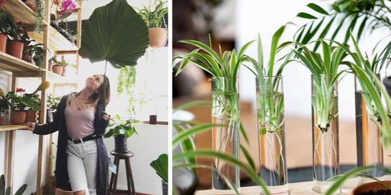 plantporn plantporn
