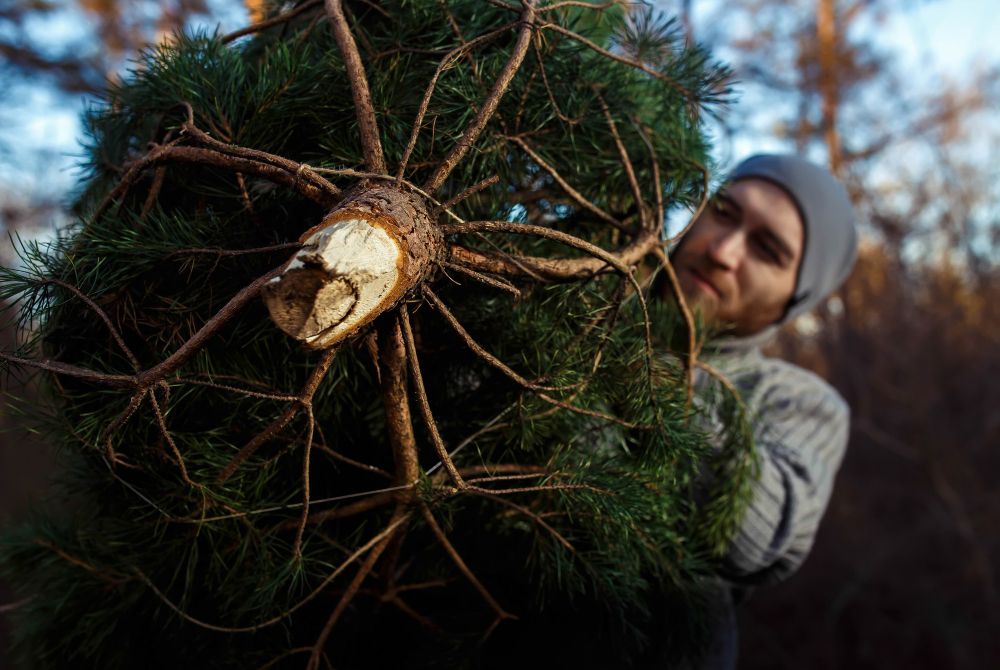 freepik mężczyzna niesie choinkę