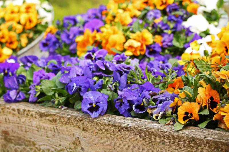 bratki w marcu na balkonie bratki w marcu na balkonie