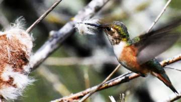 pixabay.com/photos/hummingbird-nesting-material-collect-3560584/