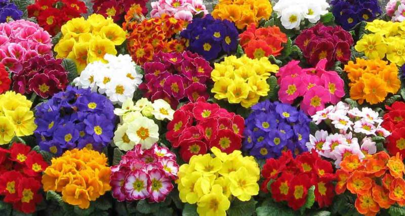 pierwiosnek 6 zastosowań pierwiosnka