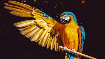 zwierzęta dla znaków zodiaku