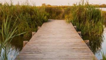 Ajer, tatarak zwyczajny, tatarskie ziele