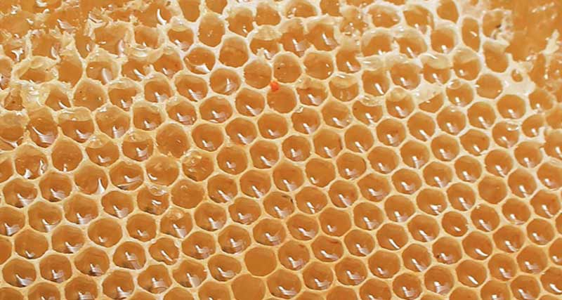 test na trypofobię plaster miodu 