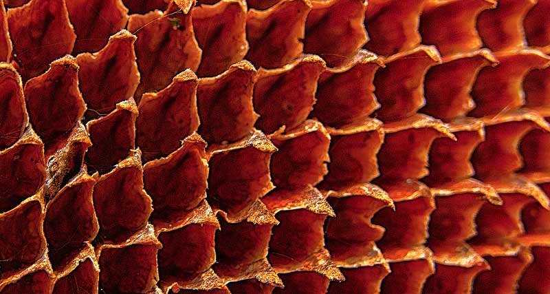 Test na trypofobię zbliżenie na słonecznik 