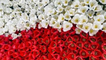 kwiaty biało czerwone jak polska flaga