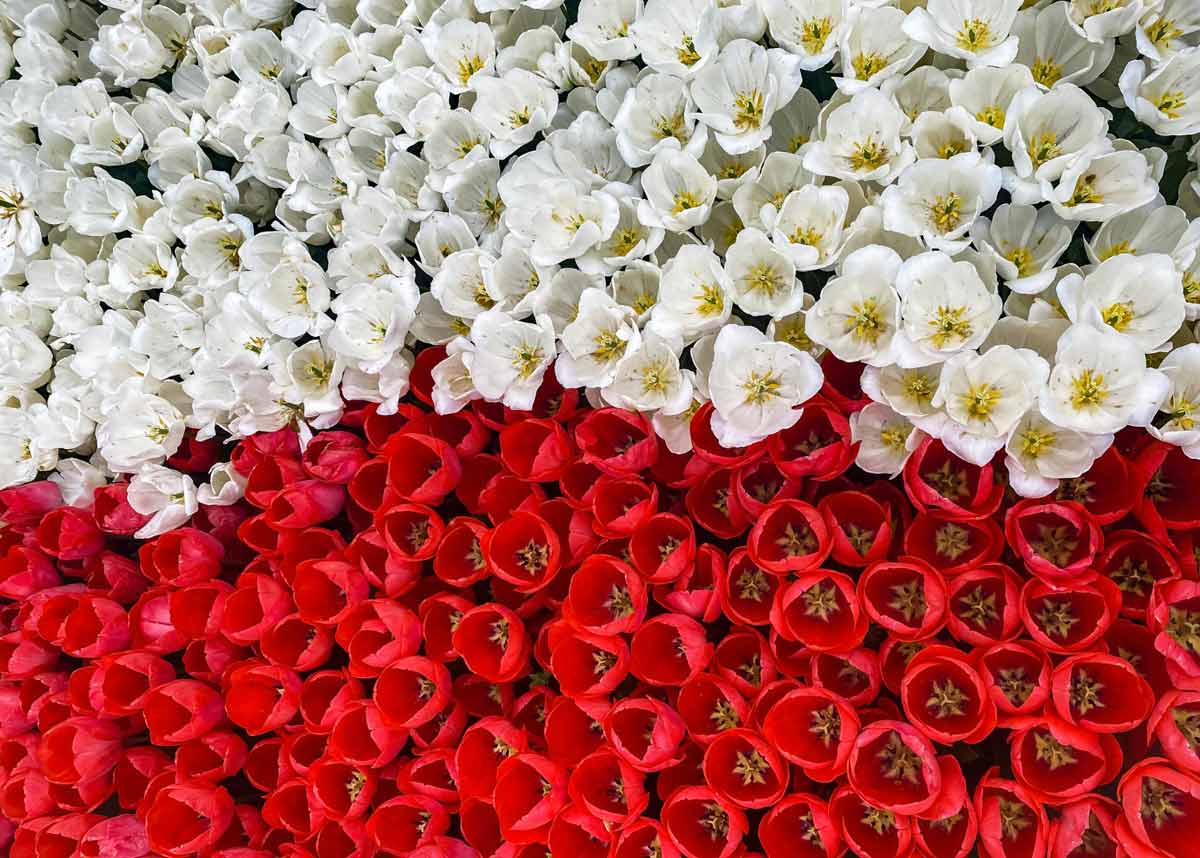 kwiaty biało czerwone jak polska flaga