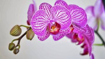 Jak podlewać storczyki