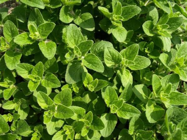 Naturalny antbiotyk - Oregano - czyli lebiodka pospolita