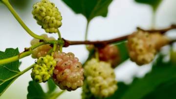 właściwości morwy białej