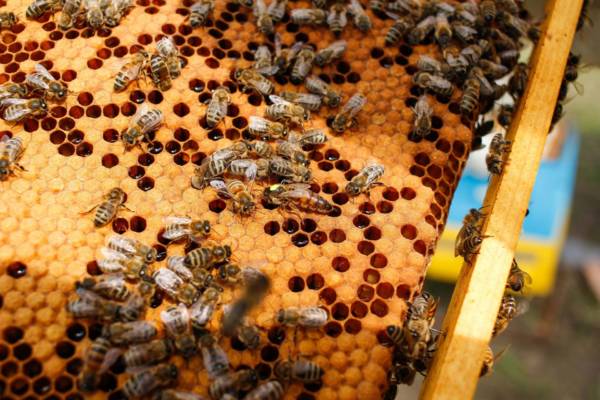 Pasieki Rodziny Sadowskich