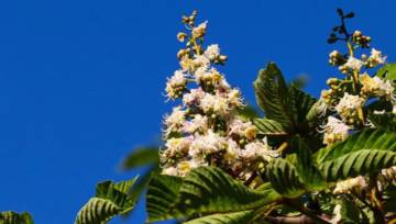 Kwiat kasztanowca - właściwości lecznicze