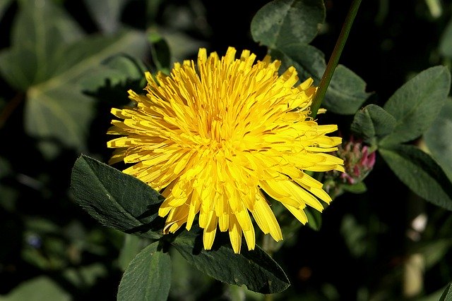 syrop z mniszka lekarskiego