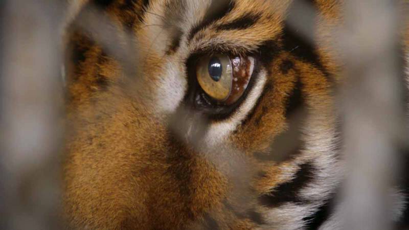 kulisy pracy Joela w National Geographic Wild