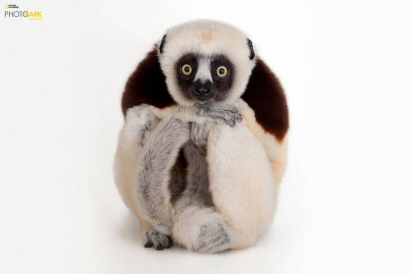 SIFAKA COQUERELA