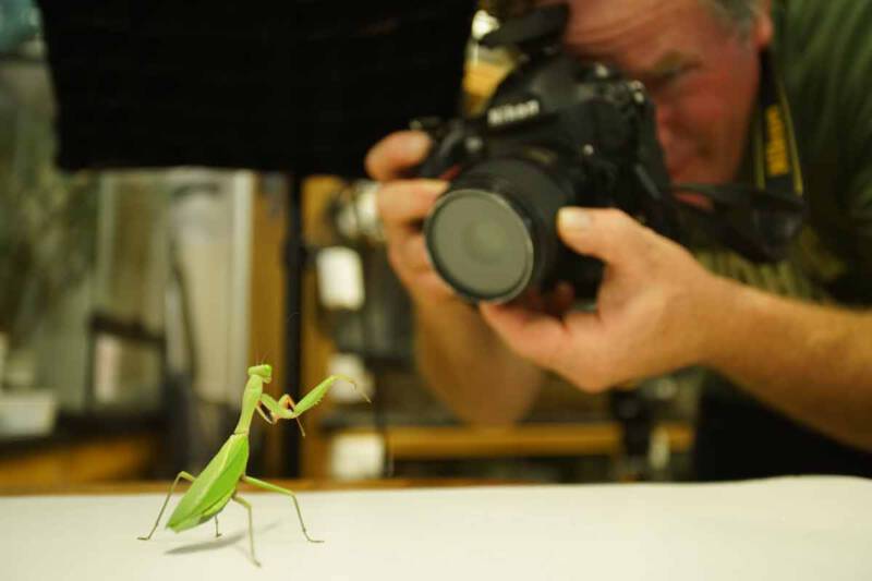 Joel Sartore fotografuje modliszkę
