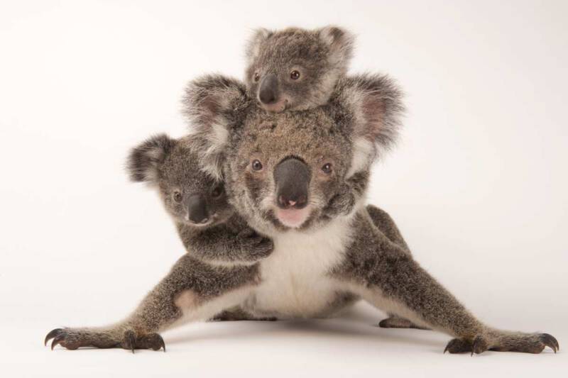KOALA