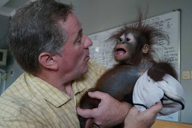 Joel Sartore i mały orangutan