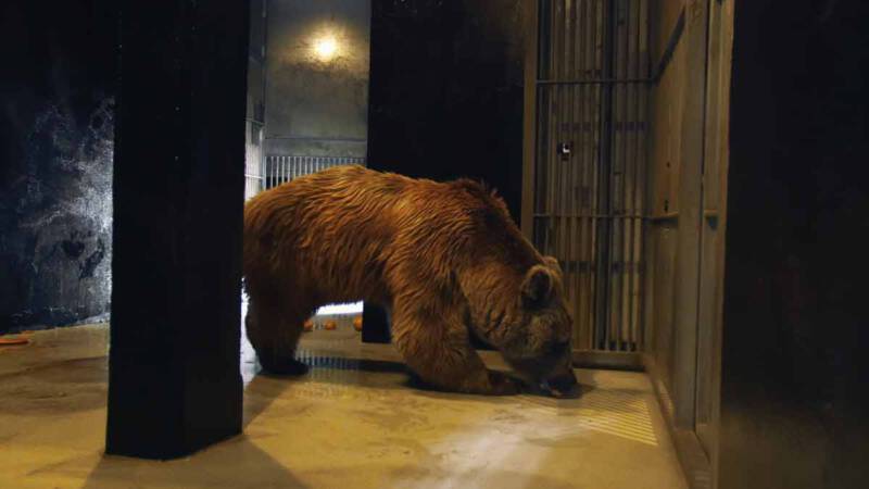 kulisy pracy Joela w National Geographic Wild