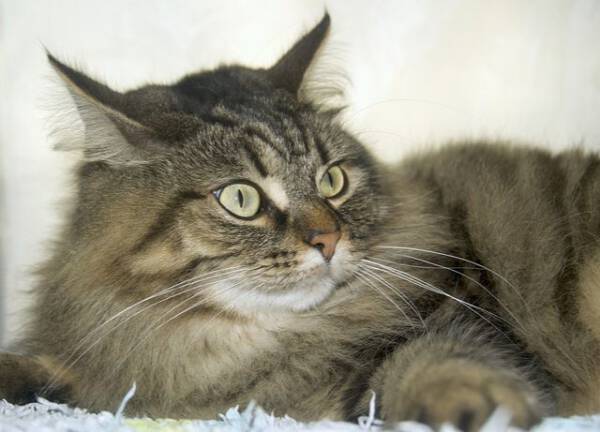 Kot norweski leśny Kot norweski leśny