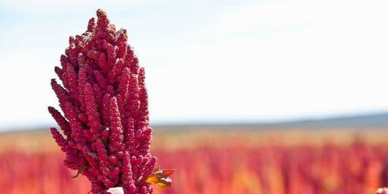 roślinna keratyna roślinna keratyna