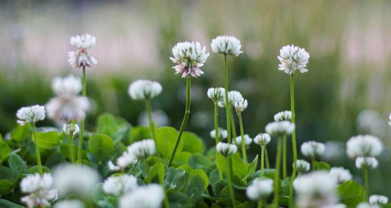 jadalne chwasty, polne kwiaty i zioła