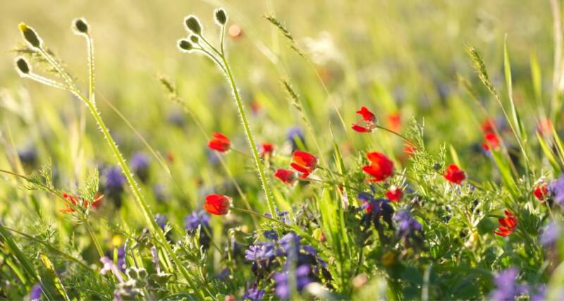 Jadalne chwasty, polne kwiaty i zioła