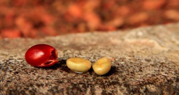 Najdroższa kawa świata