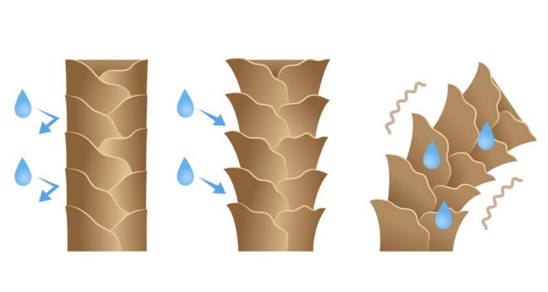 Test na porowatość włosów  Test na porowatość włosów łuski