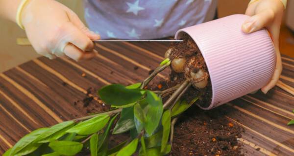 Kwiat zamiokulkas - czy jest trujący?