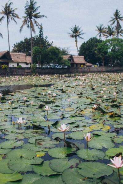Lotos - jak rośnie? Lotos - jak rośnie?
