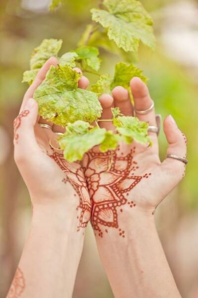 Wzór tatuaż kwiat lotosu znaczenie Wzór tatuaż kwiat lotosu znaczenie