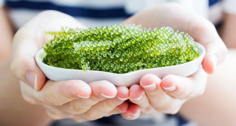 Bio Alga Laboratorium Kosmetyczne AVA