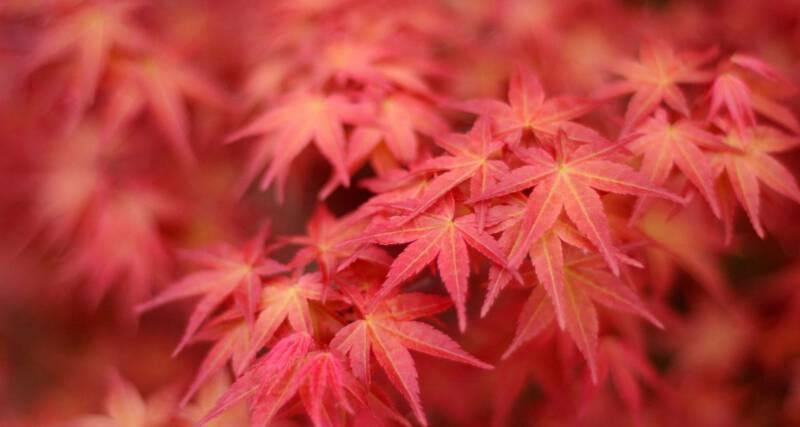 Zbliżenie na żółto-czerwone liście klonu palmowego.