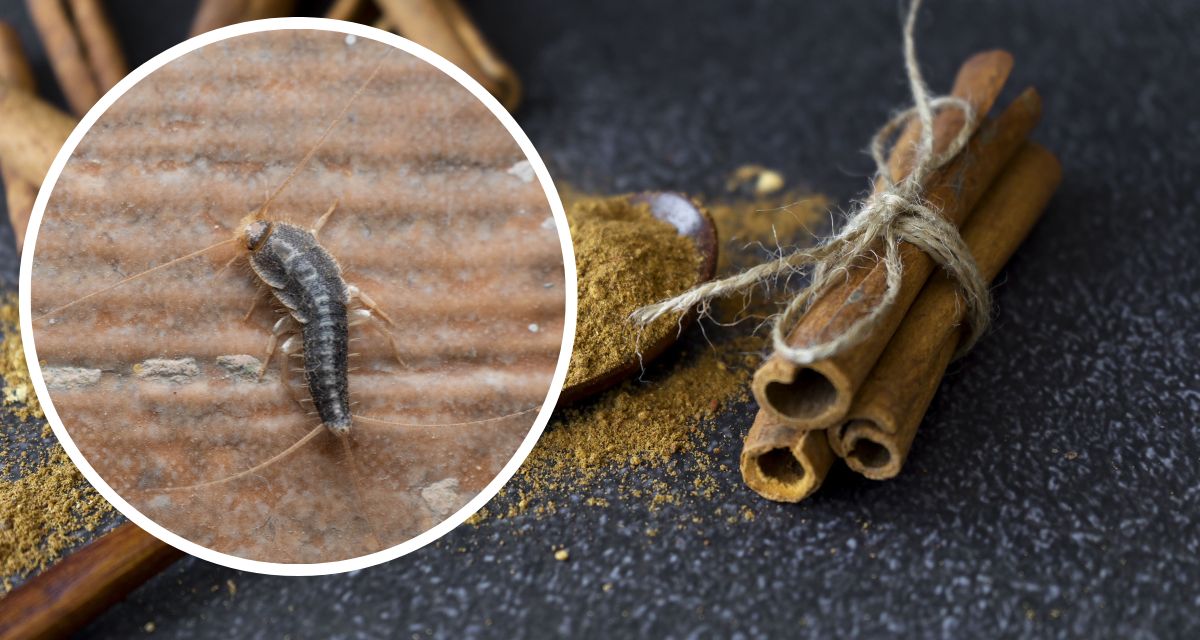 Cynamon na rybiki jak stosować Cynamon na rybiki jak stosować