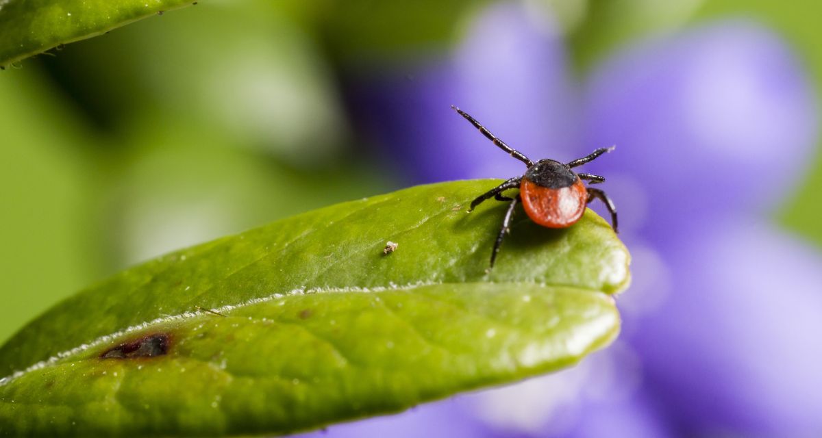 Co przyciąga kleszcze?
