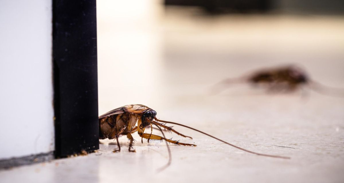 Skąd się biorą pluskwy w domu? Oto 3 najczęstsze przyczyny