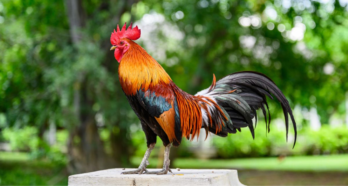 Co oznacza pianie koguta Co oznacza pianie koguta